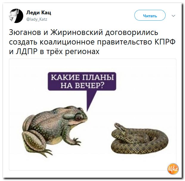 Жаба гадюка какие планы на вечер