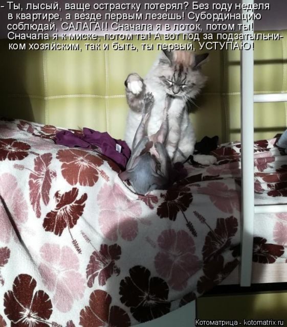 Самые смешные котоматрицы за прошедшую неделю