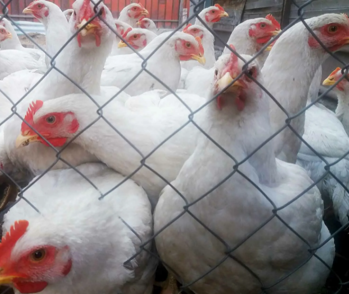 Совпало: запрет России на поставку из Молдавии мяса птицы и яиц с 1 февраля не улучшит молдавскую экономику