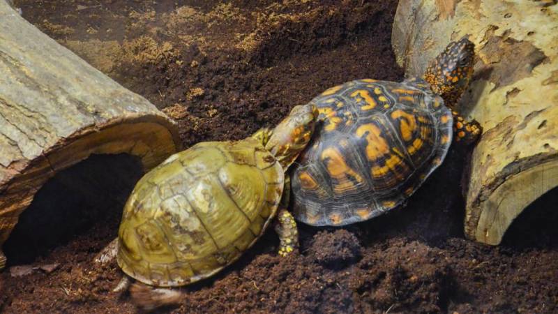 Черепаха – рептилия с самой длинной жизнью