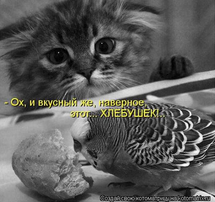 Кошарики :) Кошарики :)