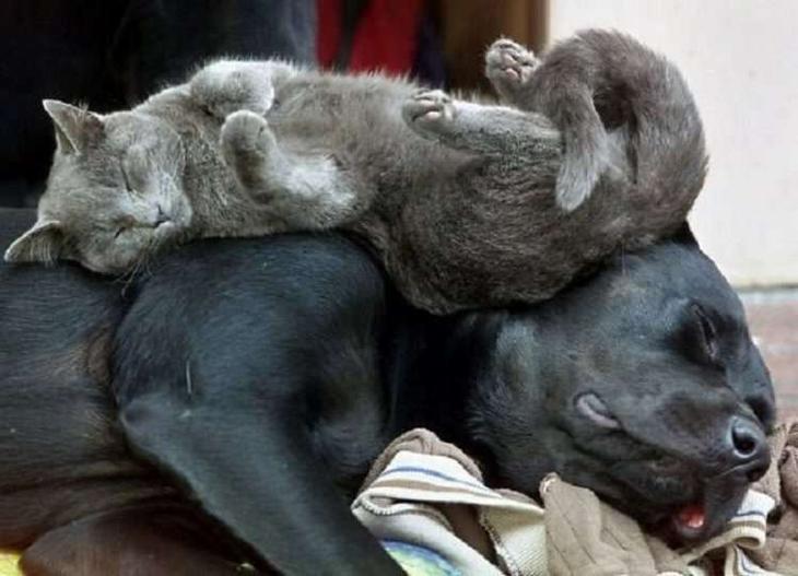 Кошки, которые настолько обнаглели, что используют собак вместо подушки Кошки, которые настолько обнаглели, что используют собак вместо подушки