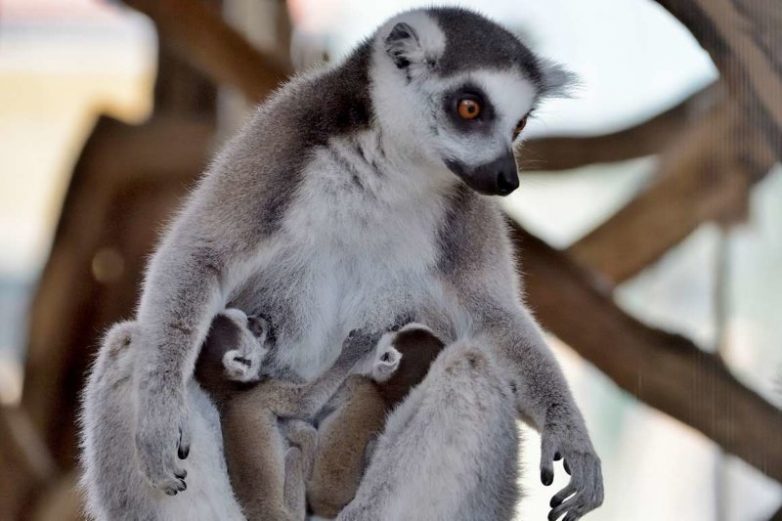 Мамочки и их детки Мамочки и их детки