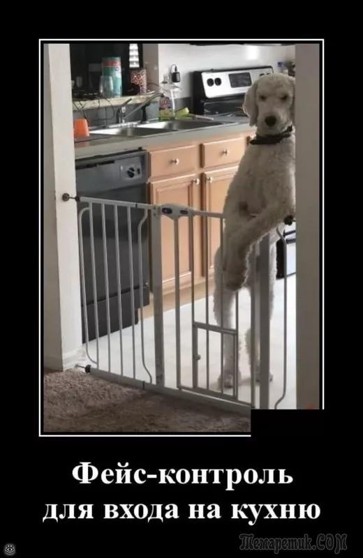 Картинки для хорошего настроения) веселье