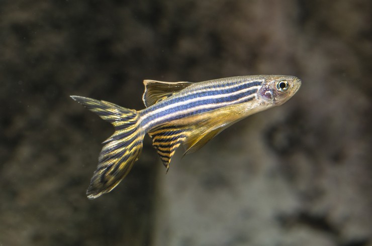 Учёные проверили действие излучения 4G и 5G на организме рыб