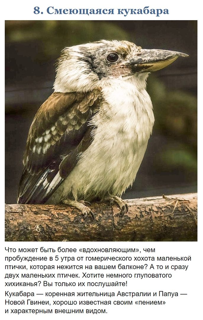 10 фото, доказывающих, что Австралия — это совершенно иной мир 10 фото, доказывающих, что Австралия — это совершенно иной мир