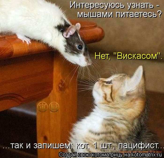 Кошарики :) Кошарики :)