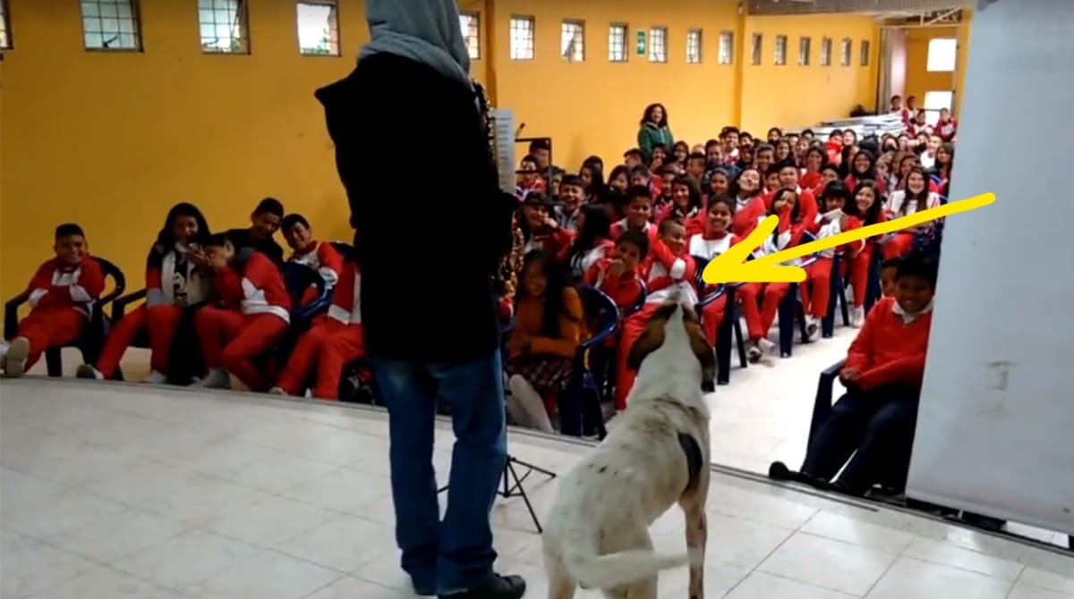 собака на сцене