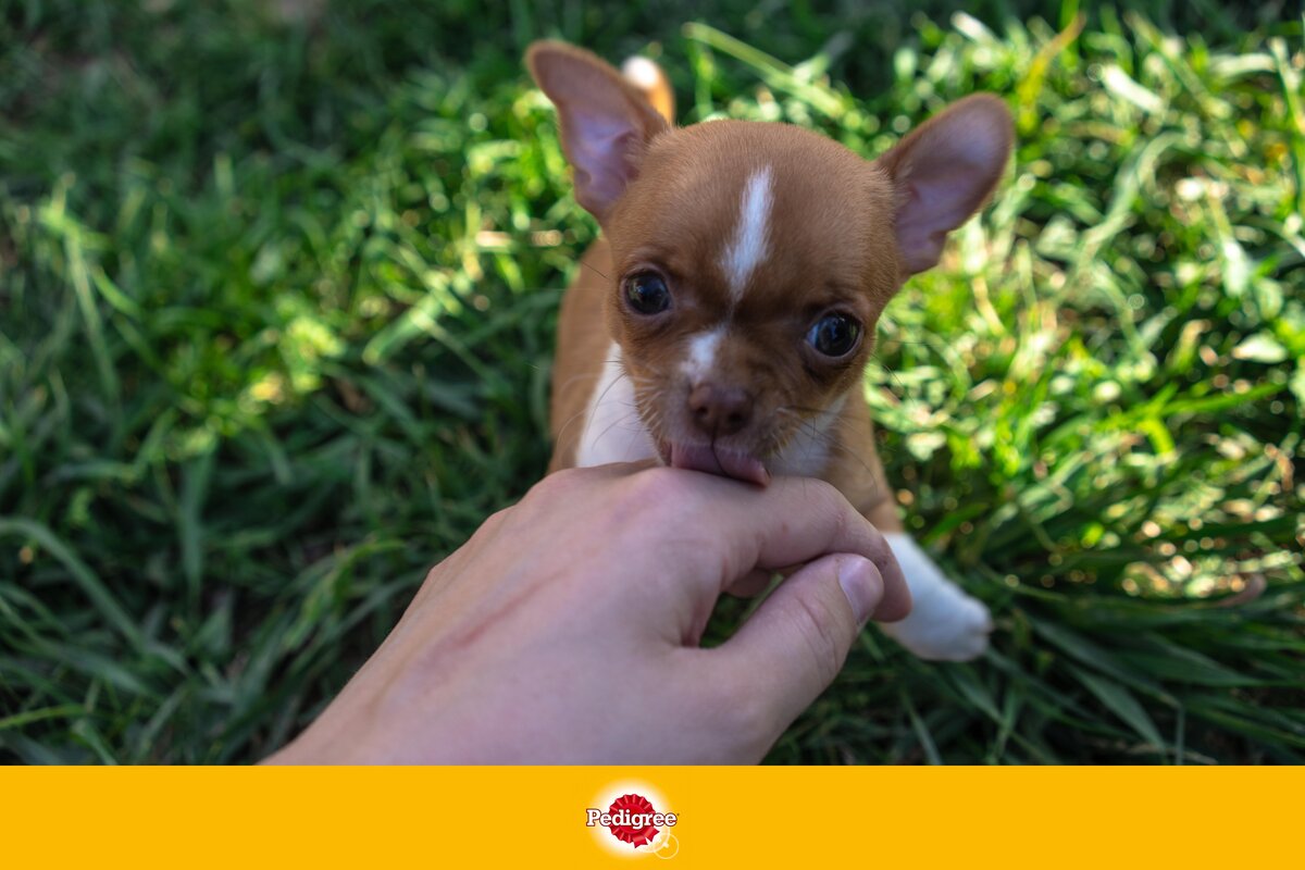 Почему чихуахуа грызет. Почему чихуахуа грызет. Почему чихуахуа грызет. Сколько живут собаки чихуахуа. Обгрызанная чихуахуа.