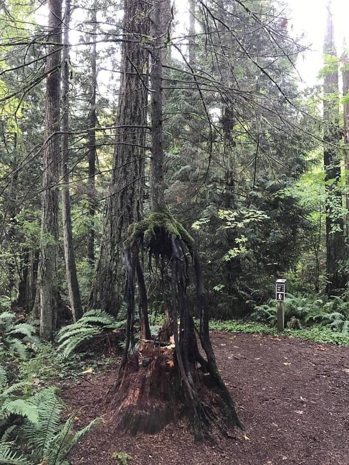 This Tree Grew Out Of The Stump Of A Dead Tree And Then The Stump Rotted Away