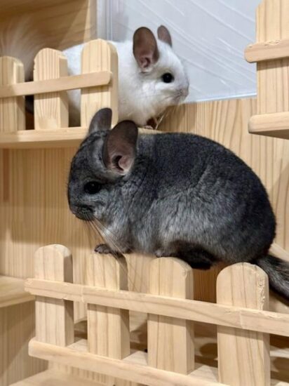 Квест для шиншиллы.