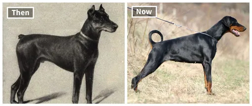 От мопсов до овчарок: как разные породы собак изменились за 100 лет домашние животные,наши любимцы