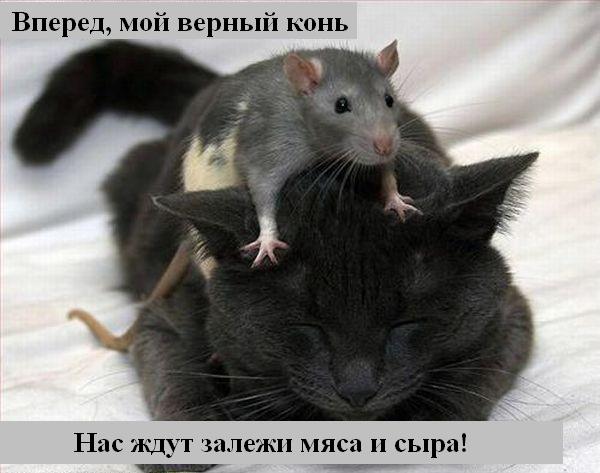 Котоматрица. Мысли вслух :) Котоматрица. Мысли вслух :)