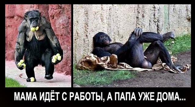 Днем рождения, картинки с надписями смешными про обезьян