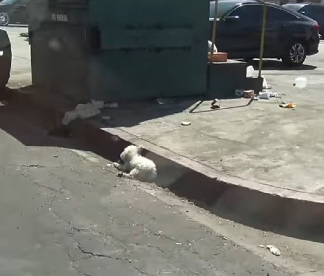 Маленький испачканный пудель долго лежал на дороге. Он не мог подняться!