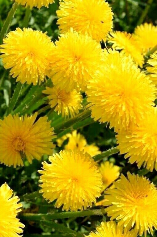 Рассказал внукам про советские пирожки с ливером – они скривились, не поверили, что это было очень вкусно Рассказал внукам про советские пирожки с ливером – они скривились, не поверили, что это было очень вкусно