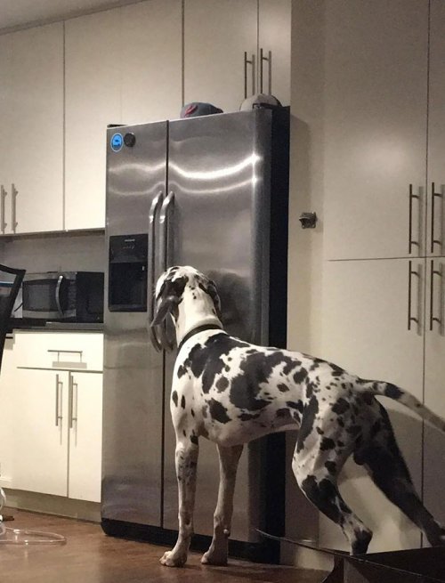 Интернет-пользователи делятся фотографиями догов, и это очень, ОЧЕНЬ большие собаки 