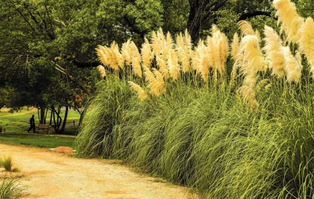 Пампасная трава, или Кортадерия Селло, или Кортадерия двудомная (Cortaderia selloana)