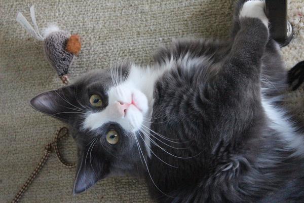 Игрушки для кошек своими руками: 8 идей для усатых и полосатых вдохновляемся,домашние животные,игрушки,своими руками,сделай сам