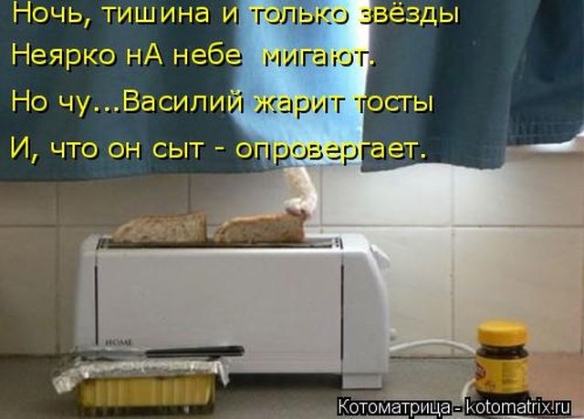 Лучшие котоматрицы недели (50 фото)