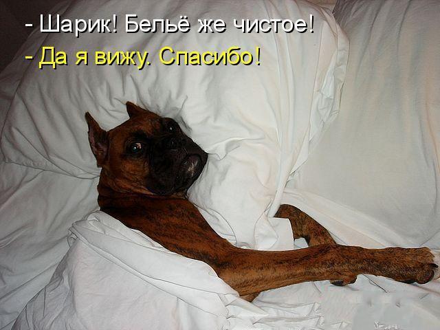 Смешные картинки, весь юмор которых поймут только собачники. Выпуск 1 Смешные картинки, весь юмор которых поймут только собачники. Выпуск 1 comedy pet photography,конкурс,evergreen,format-article,noindex,Развлечения