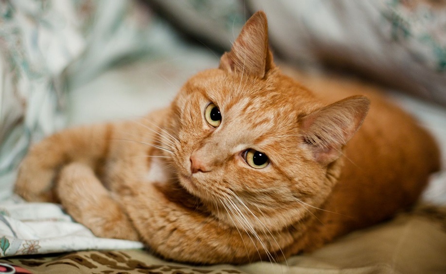 "Немецкий" кот...