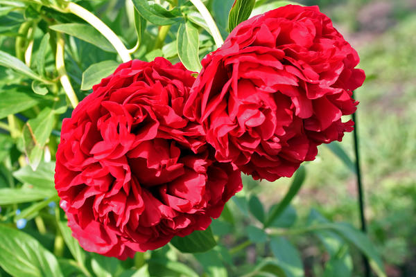Бордовые и красные пионы: подборка сортов в горячих оттенках садоводство,цветоводство