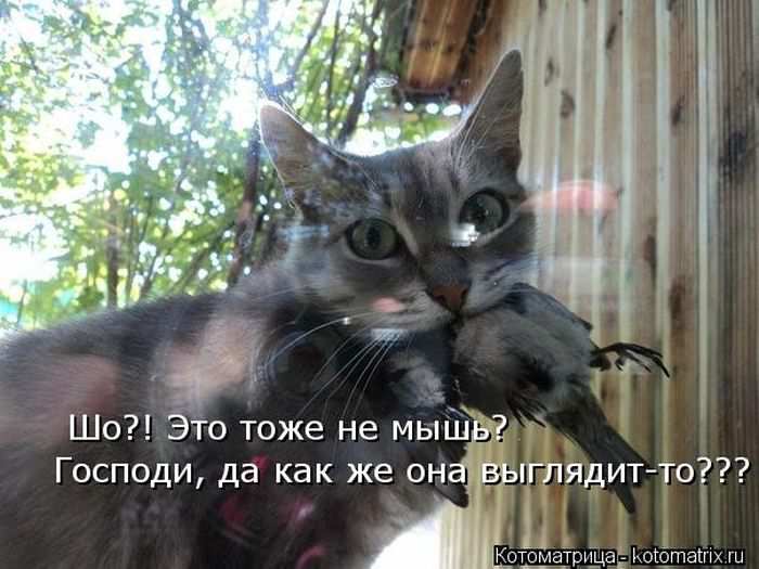 Кошарики :) Кошарики :)