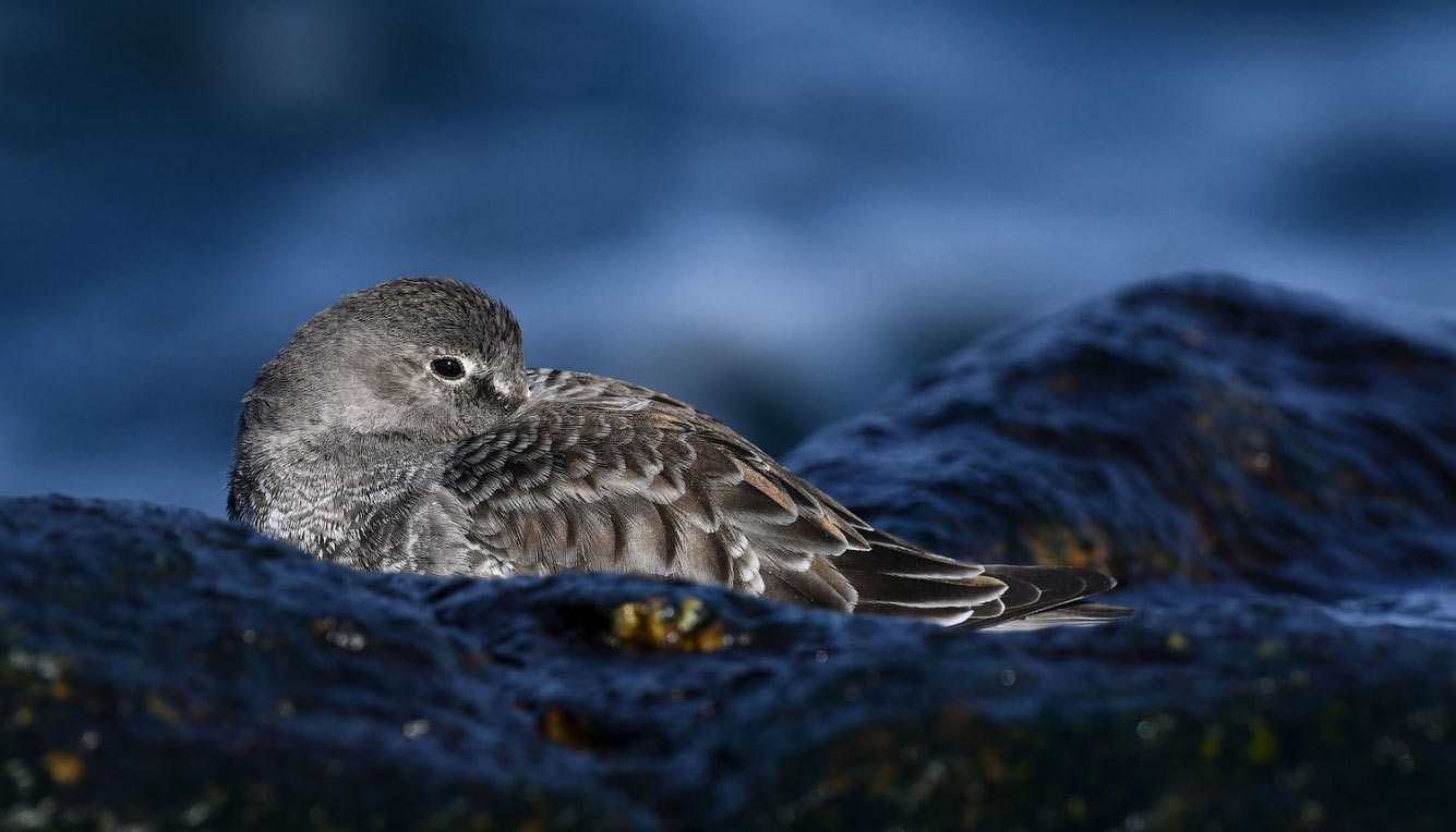 Птичий конкурс Audubon Photography Awards 2021 Audubon, Photography, семейства, птица, Timmis, Северной, птицами, крыльев, хохлатый, Длина, перепел, тетерев, Америки, AwardsБольшая, AwardsАмериканская, меньше, Suriano, Scott, цапля, размах