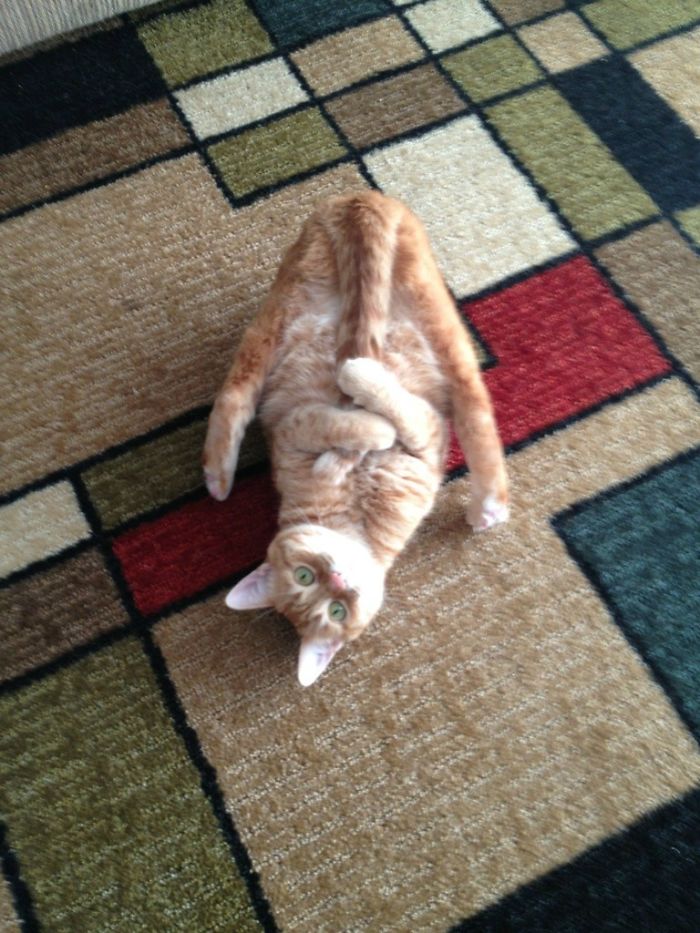 Коты — это уникальные инопланетные существа Коты — это уникальные инопланетные существа