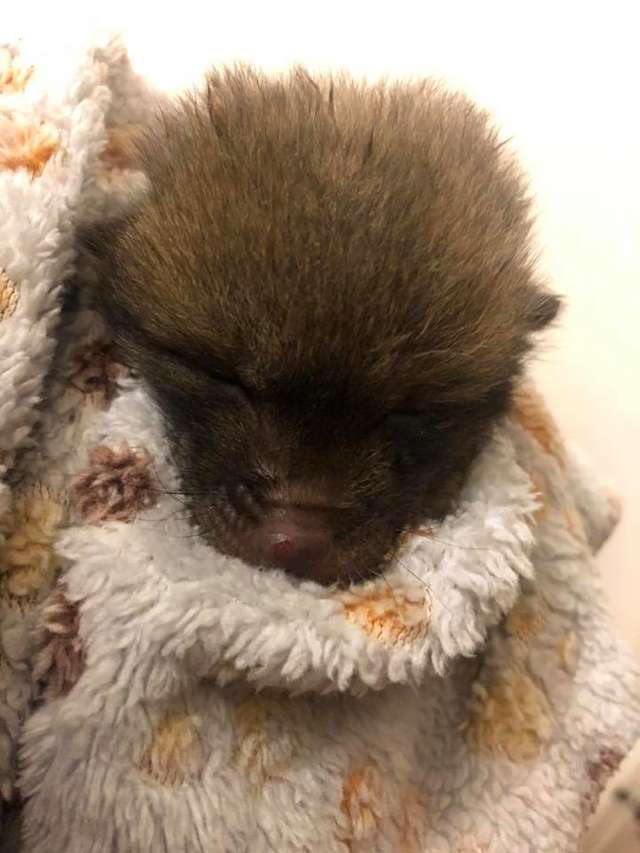 маленький лисёнок