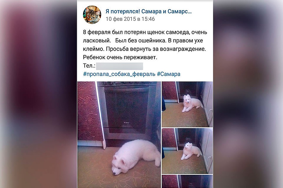 Песика искали всей Самарой Фото: соцсети