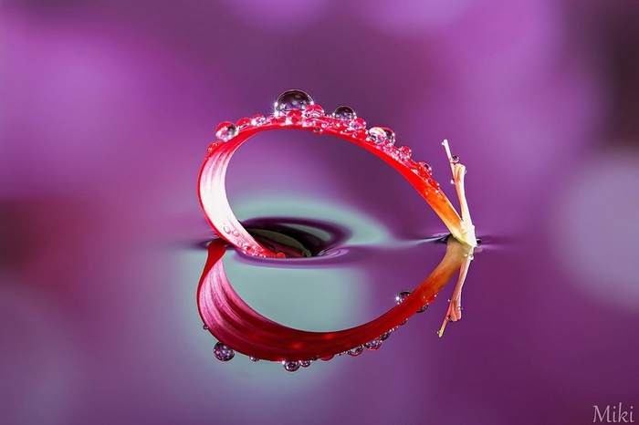 Удивительные макрофотографии Удивительные макрофотографии