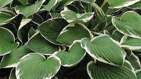 hosta-fortunei-francee
