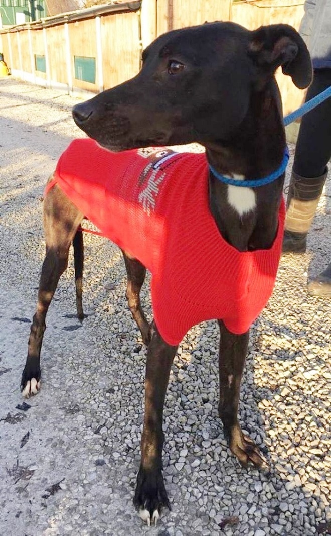 Пес в одежде