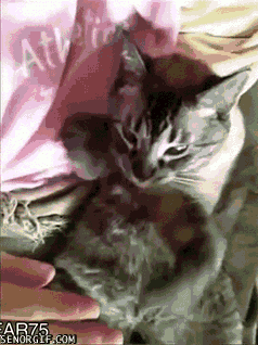 Подборка забавных и веселых гифок из нашей жизни Подборка забавных и веселых гифок из нашей жизни