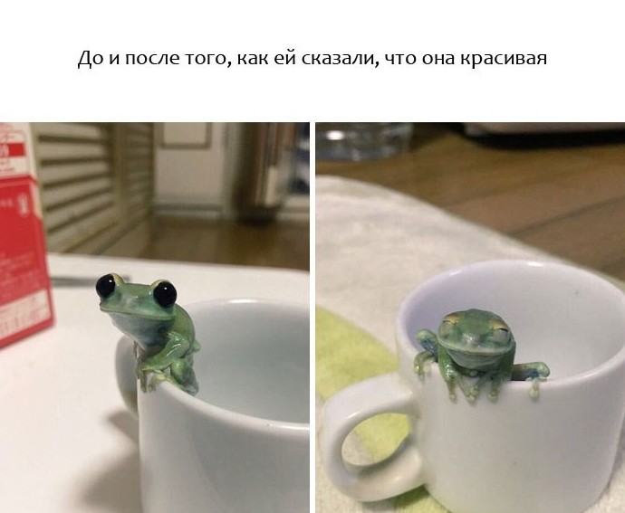 Прикольные животные, которые поднимут вам настроение животные, настроение., позитив, фото