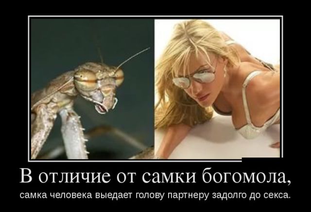 Веселые и забавные демотиваторы для хорошего настроения (11 фото)