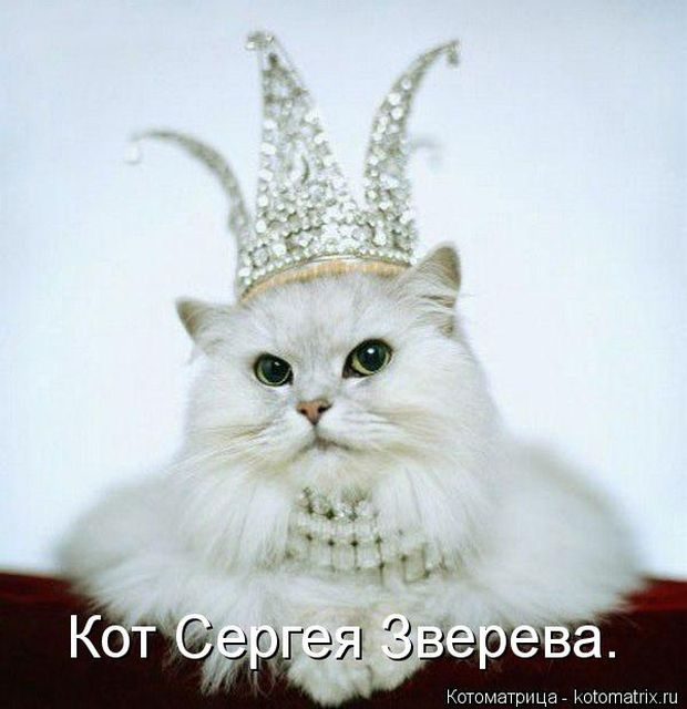Самые смешные котоматрицы за прошедшую неделю