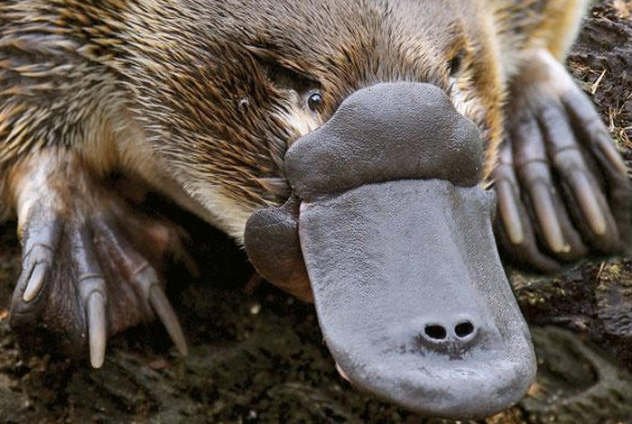 Ядовитые животные 