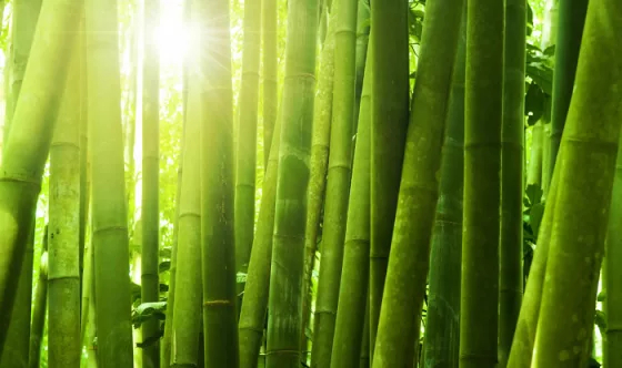 Прозрачный бамбук станет эффективной и экономичной альтернативой стеклу
