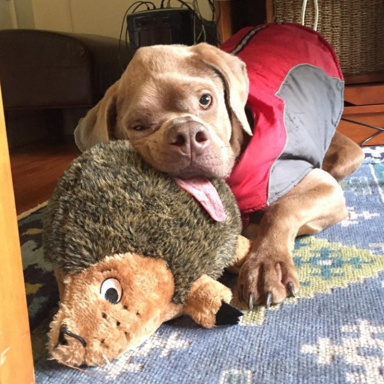 Некрасивый пеc, несмотря ни на что, нашел себе любящих хозяев истории из жизни