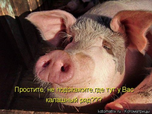 Ночная котоматрица (12 шт)