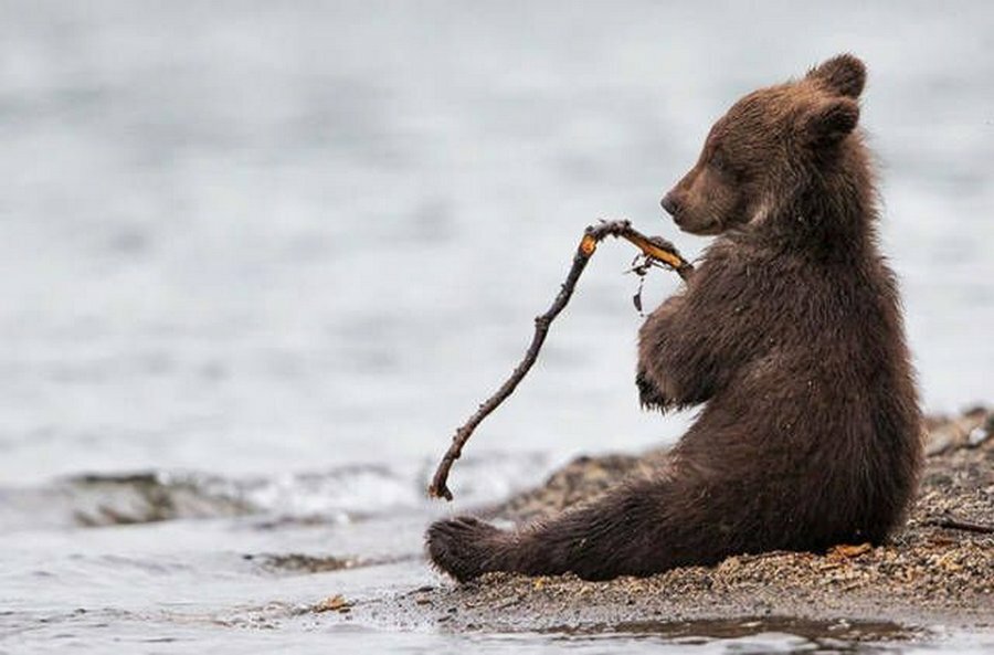 Фото взято из открытого источника Яндекс.Картинки