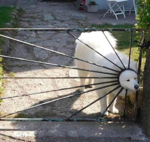 Смешные картинки, весь юмор которых поймут только собачники. Выпуск 1 Смешные картинки, весь юмор которых поймут только собачники. Выпуск 1 comedy pet photography,конкурс,evergreen,format-article,noindex,Развлечения