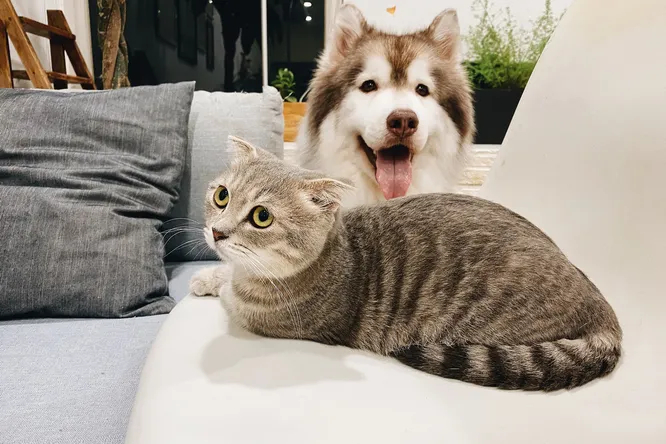 Почему собаки лучше поддаются дрессировке, чем кошки