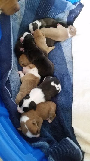 Собака не оставила собственных детей, когда хозяева выкинули их из дома истории из жизни