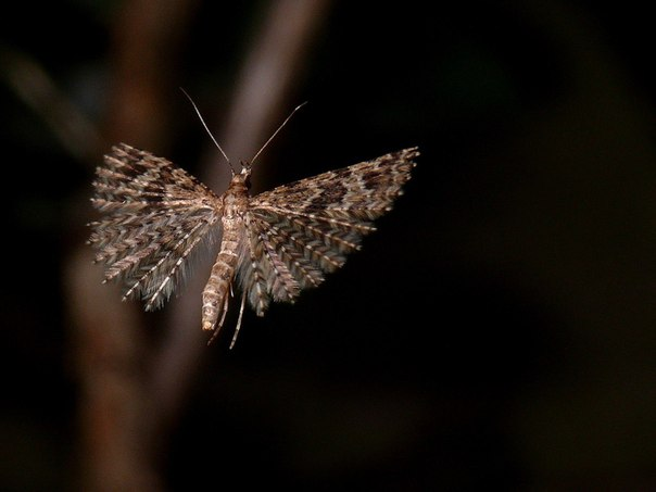 Не у каждого вида пальцекрылок так много крыльев. Но у конкретно этого (Шестипалая веерница) их 11 пар! 