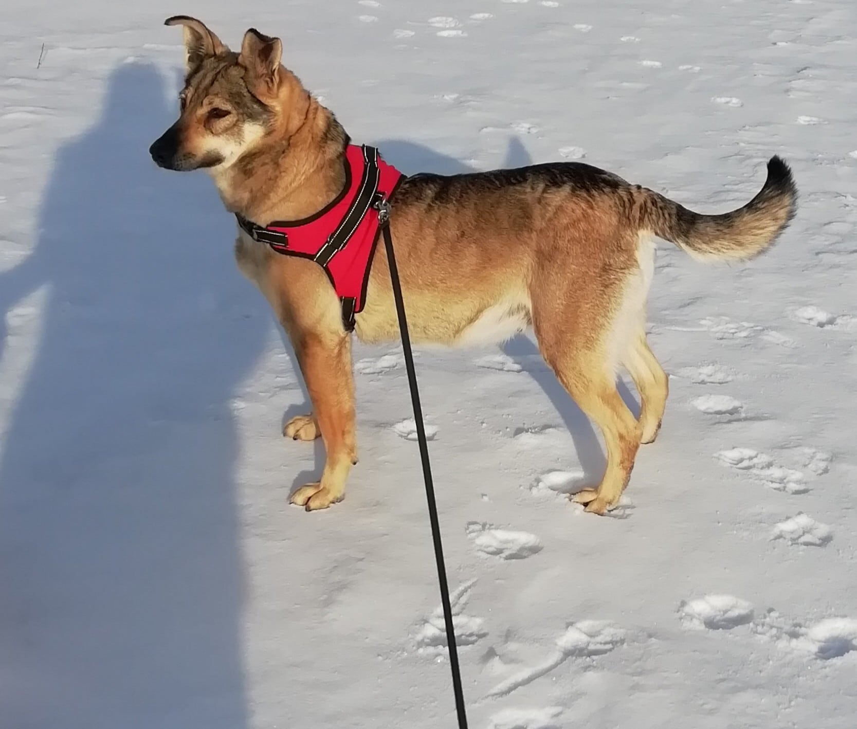 собака на прогулке