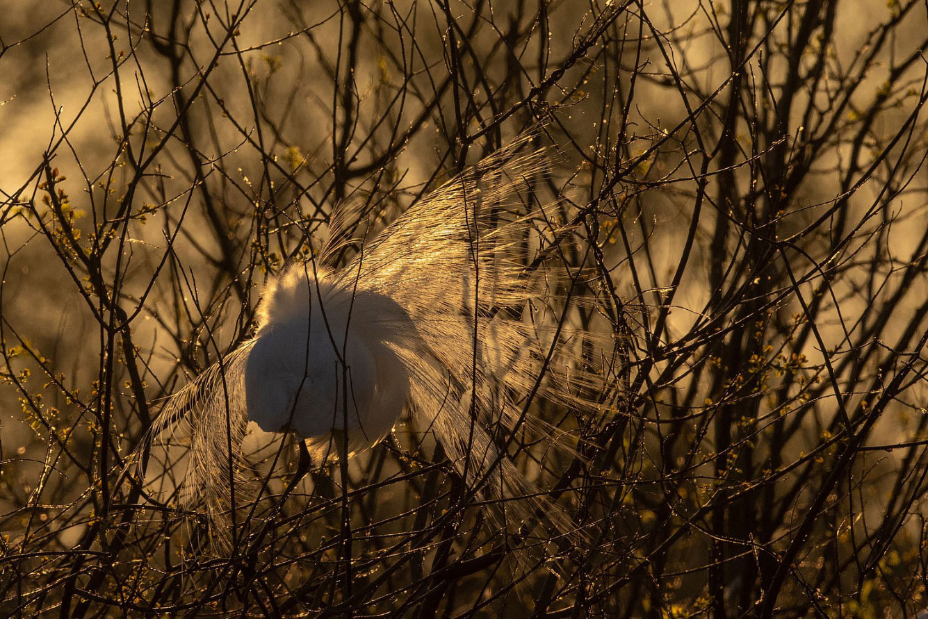 Птичий конкурс Audubon Photography Awards 2021 Audubon, Photography, семейства, птица, Timmis, Северной, птицами, крыльев, хохлатый, Длина, перепел, тетерев, Америки, AwardsБольшая, AwardsАмериканская, меньше, Suriano, Scott, цапля, размах